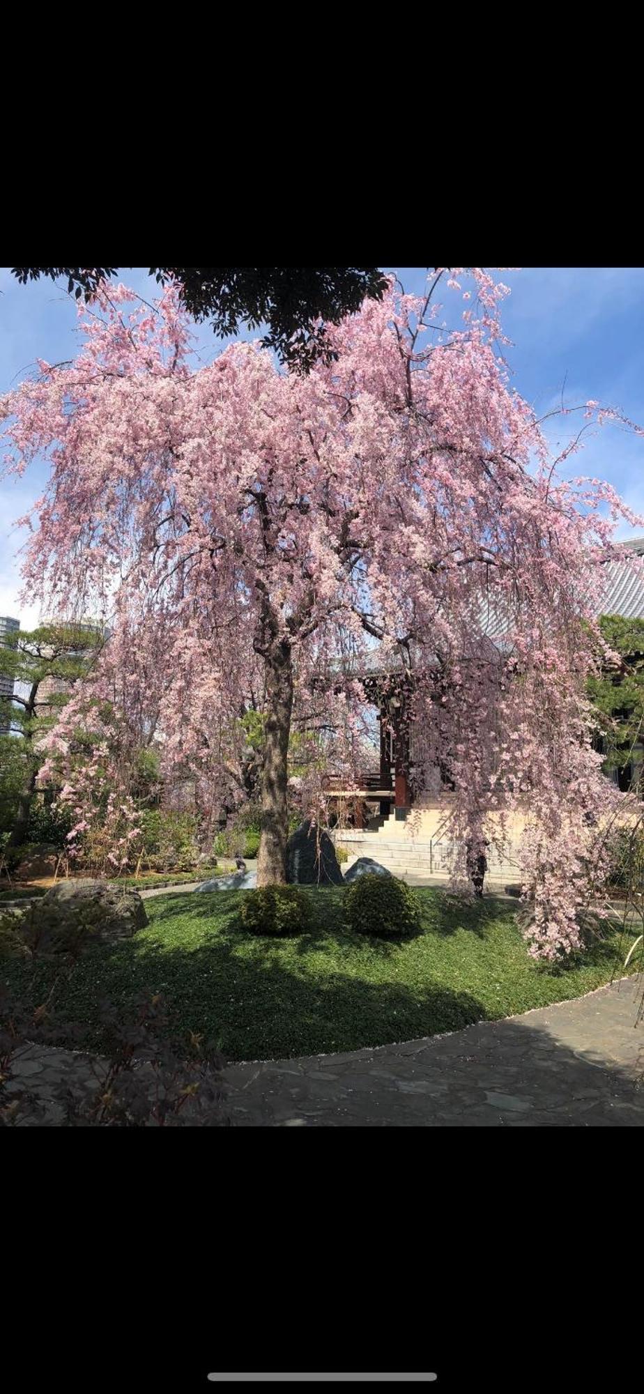 新宿庭院の屋-Shinjuku Garden Home -28 Square Meters King Size Bed Garden Room Токио Екстериор снимка